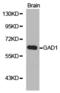GAD67 antibody, TA327449, Origene, Western Blot image 