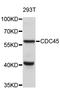 Cell Division Cycle 45 antibody, STJ23031, St John