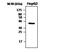 Dual Specificity Phosphatase 9 antibody, MA5-17233, Invitrogen Antibodies, Western Blot image 