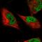 Sister chromatid cohesion protein DCC1 antibody, HPA024401, Atlas Antibodies, Immunofluorescence image 