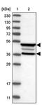 FERM Domain Containing 3 antibody, PA5-53575, Invitrogen Antibodies, Western Blot image 
