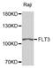 Fms Related Tyrosine Kinase 3 antibody, A7897, ABclonal Technology, Western Blot image 