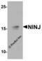 Ninjurin 1 antibody, 7967, ProSci, Western Blot image 