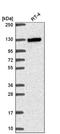 Myosin-XIX antibody, NBP2-56073, Novus Biologicals, Western Blot image 