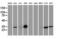Latexin antibody, LS-C173353, Lifespan Biosciences, Western Blot image 