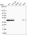 Isocitrate Dehydrogenase (NAD(+)) 3 Beta antibody, HPA054180, Atlas Antibodies, Western Blot image 