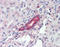 Receptor Tyrosine Kinase Like Orphan Receptor 1 antibody, TA318277, Origene, Immunohistochemistry frozen image 