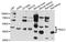 F-Box And Leucine Rich Repeat Protein 2 antibody, STJ112334, St John