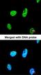 TatD DNase Domain Containing 1 antibody, orb74277, Biorbyt, Immunocytochemistry image 