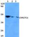 Cytochrome P450 Family 27 Subfamily C Member 1 antibody, PA5-75758, Invitrogen Antibodies, Western Blot image 