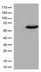 Calcium-binding and coiled-coil domain-containing protein 2 antibody, TA502153S, Origene, Western Blot image 