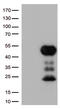 Fc-gamma-RIIa antibody, UM500051, Origene, Western Blot image 