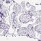 Chromosome 20 Open Reading Frame 85 antibody, PA5-63544, Invitrogen Antibodies, Immunohistochemistry frozen image 