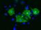 Protogenin antibody, GTX83789, GeneTex, Immunofluorescence image 