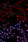 Histone H3 antibody, AP0097, ABclonal Technology, Immunofluorescence image 