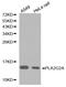 NPS-PLA2 antibody, abx001146, Abbexa, Western Blot image 