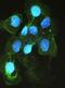 Angiotensin I Converting Enzyme antibody, PB9124, Boster Biological Technology, Immunofluorescence image 