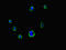 Formin-like protein 3 antibody, LS-C677958, Lifespan Biosciences, Immunofluorescence image 