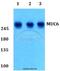 Mucin 6, Oligomeric Mucus/Gel-Forming antibody, A02143-1, Boster Biological Technology, Western Blot image 