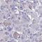 Leucine Rich Repeat Containing 58 antibody, HPA057574, Atlas Antibodies, Immunohistochemistry frozen image 