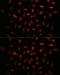 Nuclear Transport Factor 2 Like Export Factor 2 antibody, GTX66213, GeneTex, Immunofluorescence image 