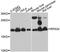 Ribosomal Protein S24 antibody, A12123, ABclonal Technology, Western Blot image 