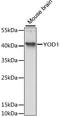 Ubiquitin thioesterase OTU1 antibody, LS-C748329, Lifespan Biosciences, Western Blot image 