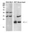 C-C motif chemokine 27 antibody, STJ97677, St John