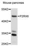 Purinergic Receptor P2X 6 antibody, abx136041, Abbexa, Western Blot image 