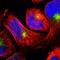 LITAF antibody, HPA006960, Atlas Antibodies, Immunofluorescence image 