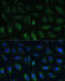 Rap Guanine Nucleotide Exchange Factor 1 antibody, 16-400, ProSci, Immunofluorescence image 