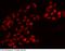 Oligodendrocyte Transcription Factor 1 antibody, 100577-T38, Sino Biological, Immunohistochemistry frozen image 