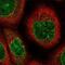 Cell Division Cycle 14B antibody, GTX36294, GeneTex, Immunofluorescence image 
