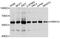 Pre-MRNA Processing Factor 31 antibody, A10920, ABclonal Technology, Western Blot image 