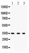 SPARC antibody, PB9559, Boster Biological Technology, Western Blot image 