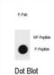 Protein Ccnb3 antibody, abx025063, Abbexa, Dot Blot image 