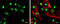 Neuronal PAS Domain Protein 2 antibody, GTX105741, GeneTex, Immunocytochemistry image 