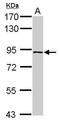 Pleckstrin Homology, MyTH4 And FERM Domain Containing H3 antibody, GTX119221, GeneTex, Western Blot image 