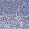 P11 antibody, NBP1-82458, Novus Biologicals, Immunohistochemistry paraffin image 