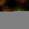 GC-Rich Promoter Binding Protein 1 Like 1 antibody, HPA028593, Atlas Antibodies, Immunofluorescence image 