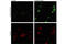 p53 antibody, 2676S, Cell Signaling Technology, Immunofluorescence image 