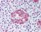 Protein Wnt-10a antibody, MBS396014, MyBioSource, Immunohistochemistry frozen image 