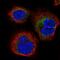 Stress Associated Endoplasmic Reticulum Protein 1 antibody, HPA038970, Atlas Antibodies, Immunocytochemistry image 