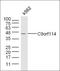 SPOUT Domain Containing Methyltransferase 1 antibody, orb1268, Biorbyt, Western Blot image 