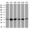 Isocitrate Dehydrogenase (NAD(+)) 3 Alpha antibody, MA5-25006, Invitrogen Antibodies, Western Blot image 