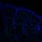 CD163 antibody, NB110-40686, Novus Biologicals, Immunohistochemistry frozen image 