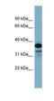 Adenylate Kinase 9 antibody, orb326016, Biorbyt, Western Blot image 