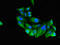 RUNX Family Transcription Factor 3 antibody, LS-C679380, Lifespan Biosciences, Immunofluorescence image 