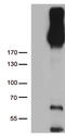 Receptor tyrosine-protein kinase erbB-3 antibody, CF803702, Origene, Western Blot image 
