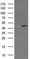 Ciliogenesis Associated TTC17 Interacting Protein antibody, LS-C787663, Lifespan Biosciences, Western Blot image 
